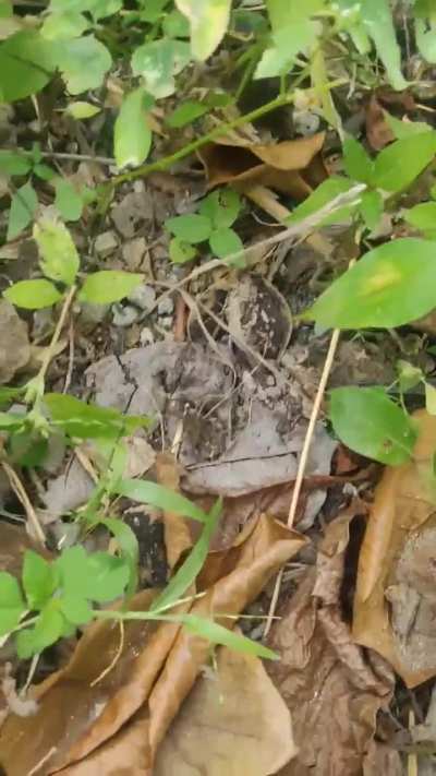 Can you guess what it is? I'll put the species in the comments