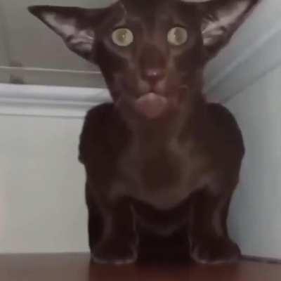 Someone sent this in a memes channel in a discord im in, is it real, if so what even is it.