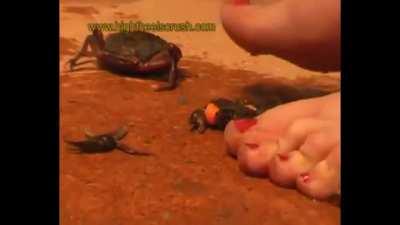 Queen Beatrice Barefoot 