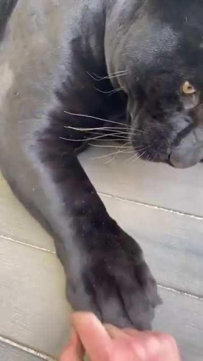 Those paws got my heart