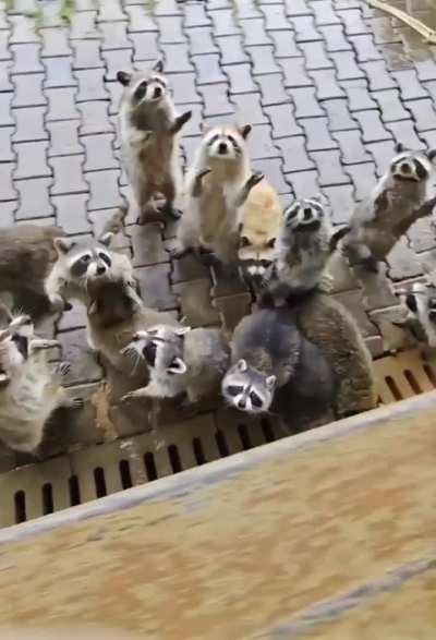 I think the white one needs a glasses...