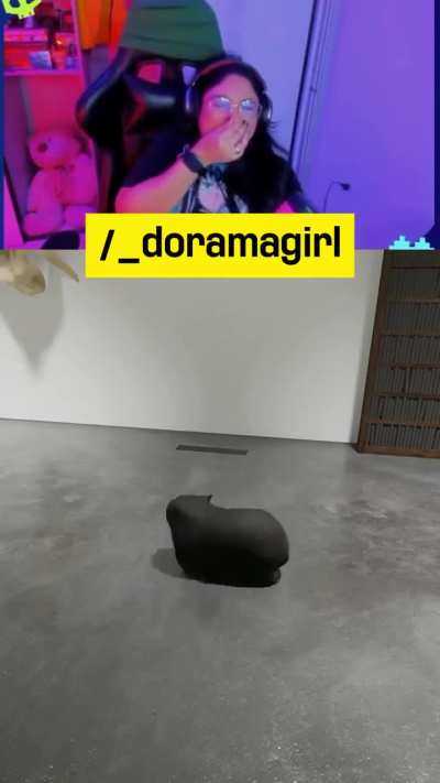 i guess she like's funny cats.