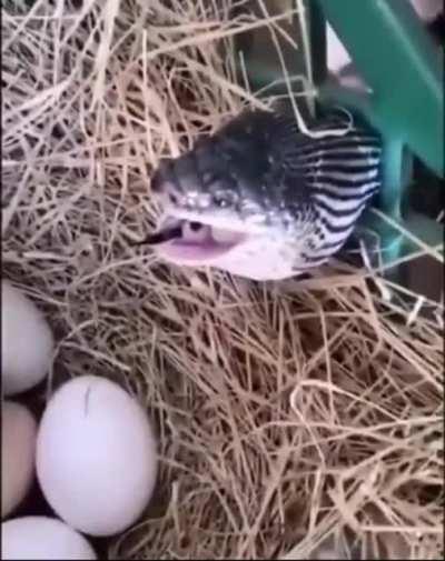 to steal an egg