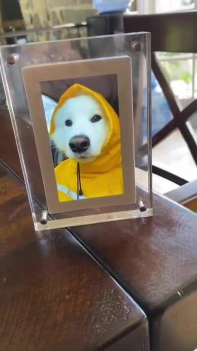 [NO SPOILERS] Jonas in the dog world [xpost from r/eyebleach]