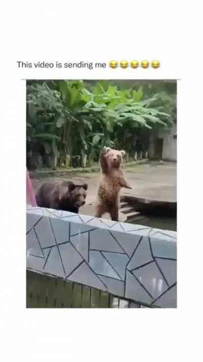 🐻 I’m here! 😂