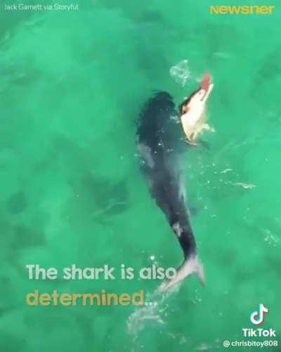 Turtle wouldn't fall prey & fought back