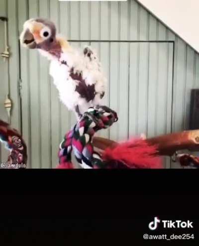 MAN GO and buy me some seeds