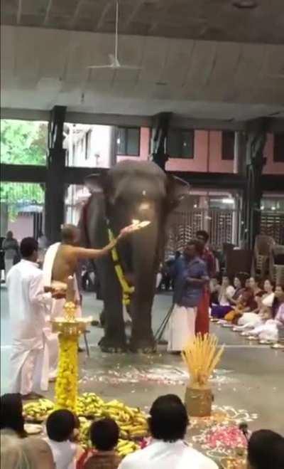 Elephant enjoying gaja pooja
