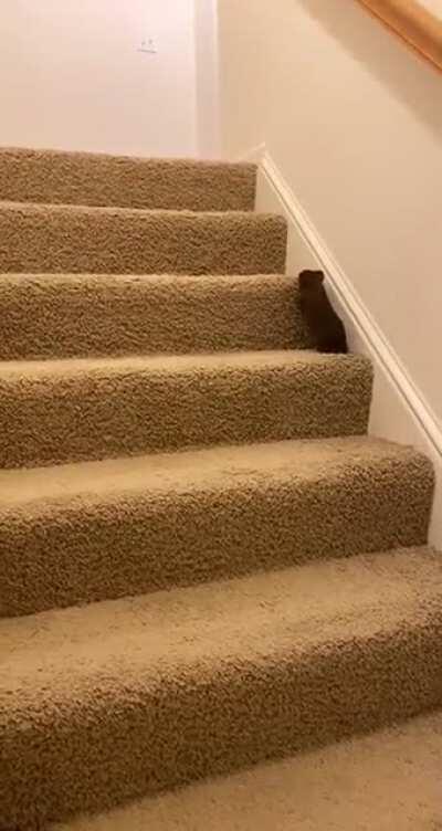 Cocoa learned how to climb the stairs