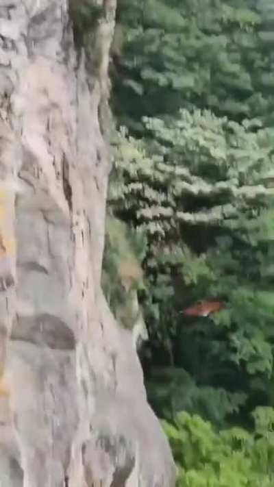 Red and White Giant Flying Squirrel goes for a glide