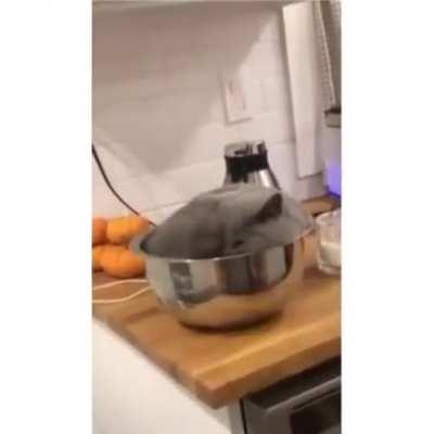 Have a bowl, have a catnap .