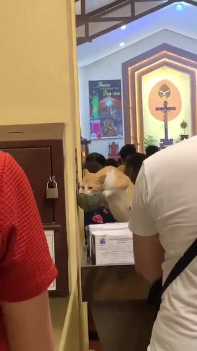 He is absolutely a 'Holy Cat'