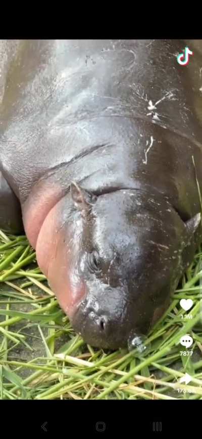 Moo Deng and her Snot Bubble