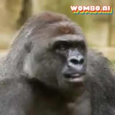 Harambe 1999 - 2016 RIiP