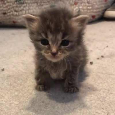 Adorable squeak 🥰