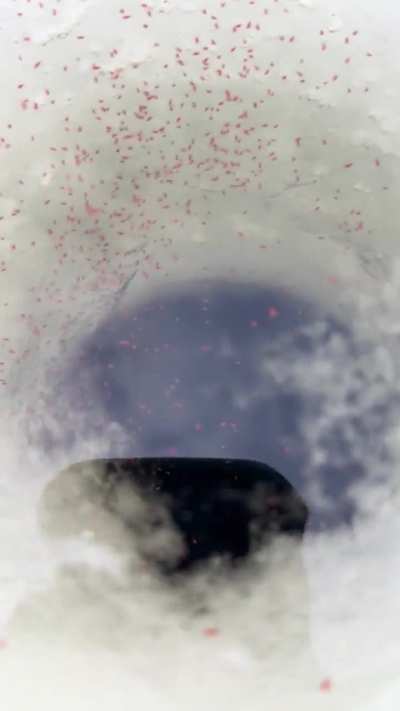 What’s this bug I found ice fishing in BC Canada?