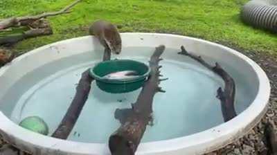Rescued otter cub scared of water trained to dive for fish