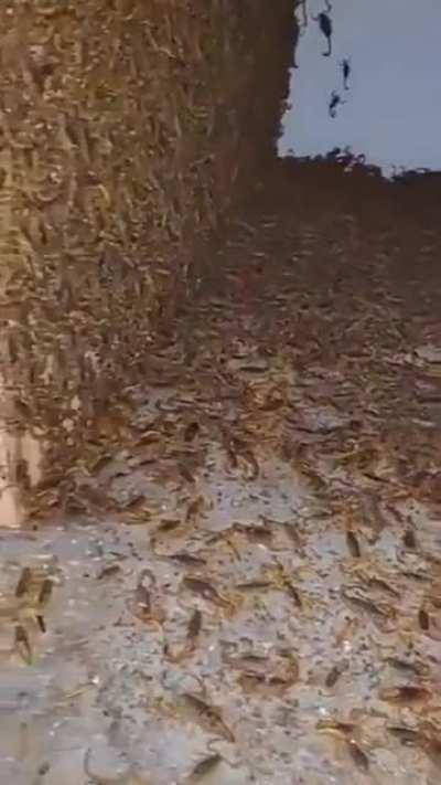 Man finds thousands of scorpions in an abandoned house
