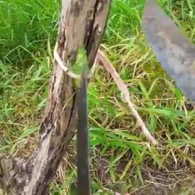 n si venha praca naum