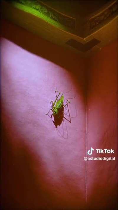 Bro How Did Pinocchio Done Failed Someone? 