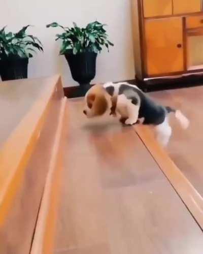 Go puppy, go!