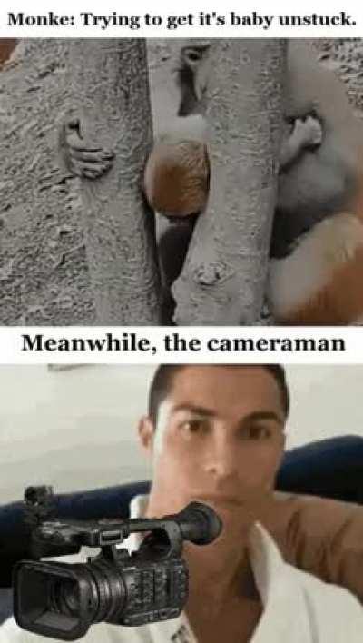 Observe the trapped monkey