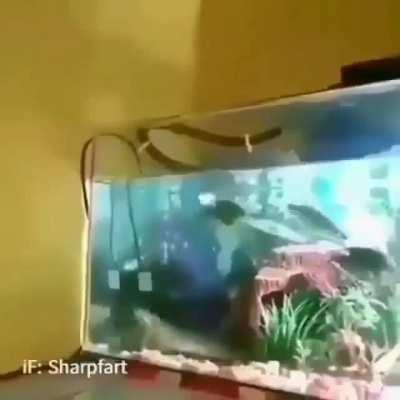 Teoría de Darwin ne like: