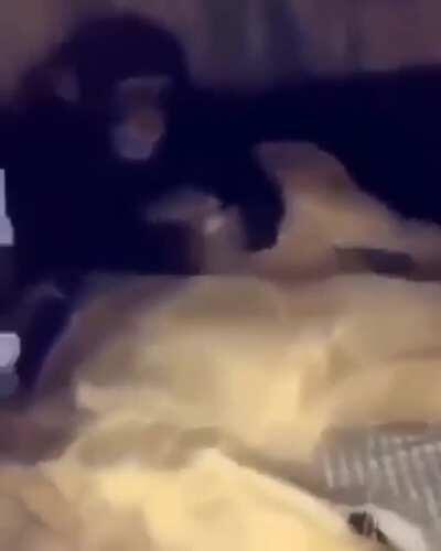 No le cabe una al macaco