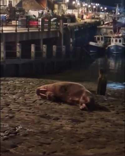 Let’s end 2022 with a video of a walrus knocking one out on Scarborogh beach.