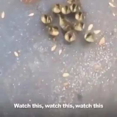 Baby ducks think human is their mom