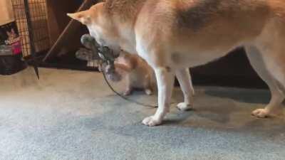 Ava finally convinces a cat to play with her