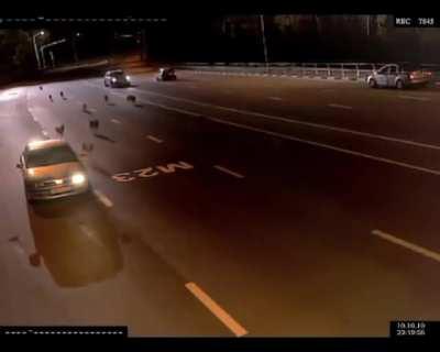 A Pack Of Wolves Interrupts A Police Traffic Stop