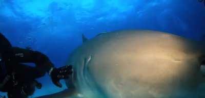 Fun Fact: Sharks and by extension most Large Marine Fish love to be pet? It's scientifically proven to relieve stress and cause euphoria for them, Sharks can also recognize favorite individuals.