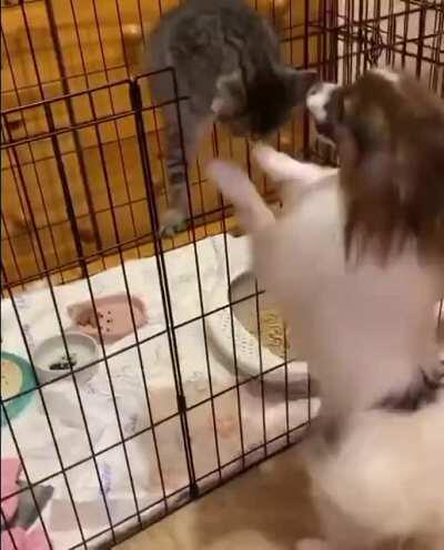 Most powerful criminal escapes prison