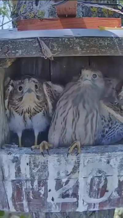 Evil creature scares innocent wunkuses