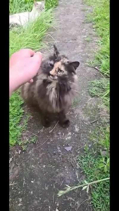 I found this cat and her two sisters during summer 2017. Fast forward to summer 2022, i was able to pet her for the very first time ( the sisters 