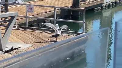 Seagulls playing chicken