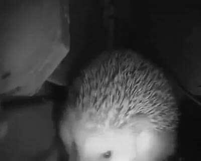 No es un meme, pero igual esta lindo :)