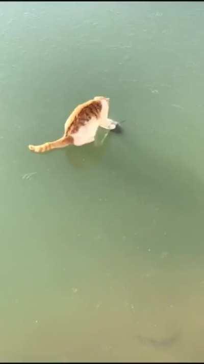 Touch Tha Frozen Fishy