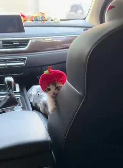 Hello, I'm little Mike