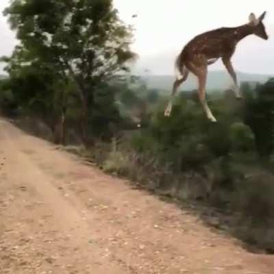 The one who can fly 🚁