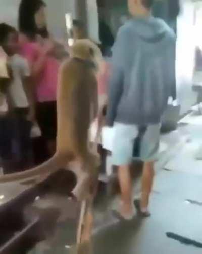 Just a monkey using stilts; nothing to see here.