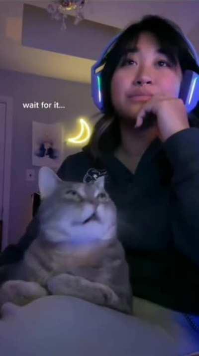 The most beautiful cat ever :)