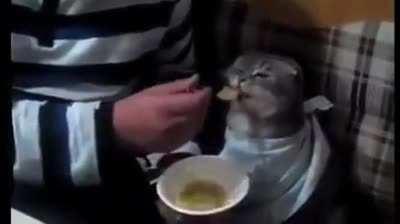 Ложечку за маму... За папу... За Ататюрка...