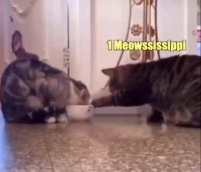 Remember when animal voice overs stopped being funny? Me neither.