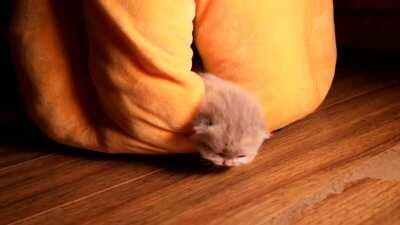 Super small squeaky kitten