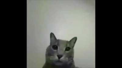 hice esta mamada,grasias u/pinshipollo