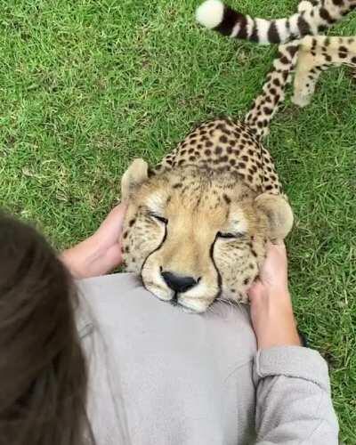 Duke gets his ear massage
