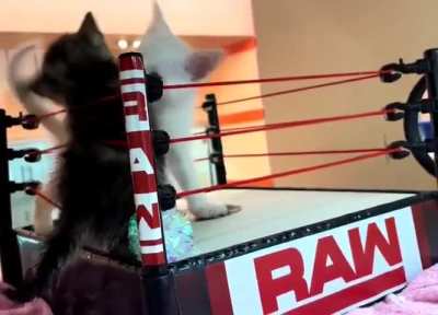 They both understood the assignment flawlessly 😂❤️