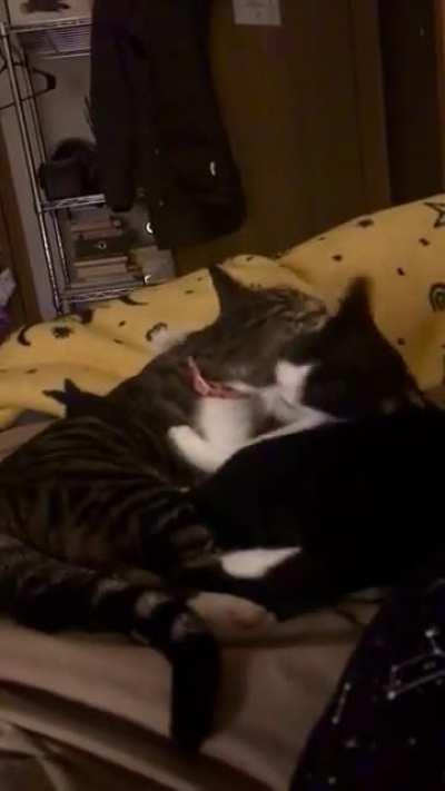 In typical sibling fashion, they harass each other out of love